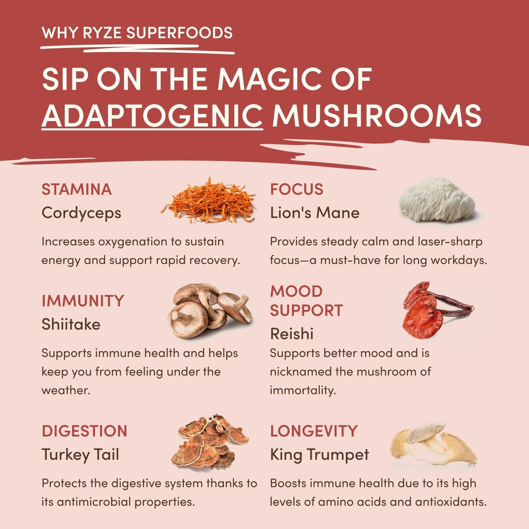 Mushroom Chai (20 Servings) L5